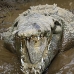 crocodile_american_tar_v_1555_cos2558.jpg